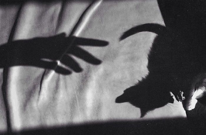 cień dłoni i cień kota