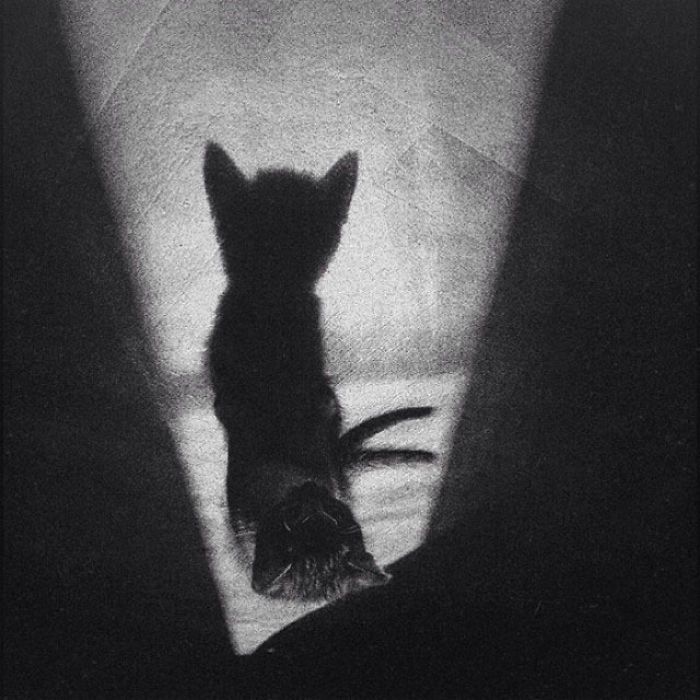 kot i cień kota