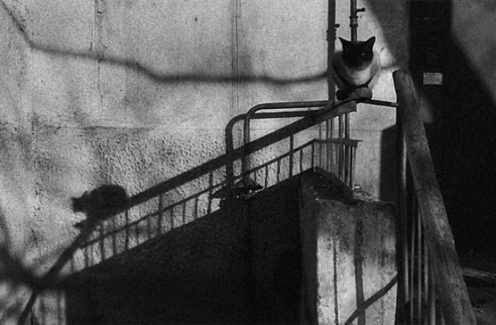 kot na poręczy schodów