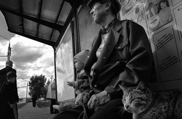 życie kotów w kazachstanie