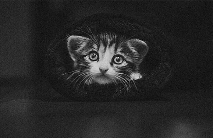 portret czarno-białego kota