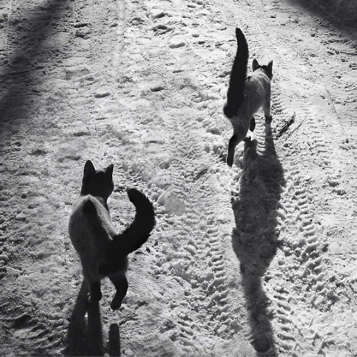 dwa koty idą po śniegu