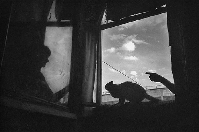 kot i człowiek bawią się