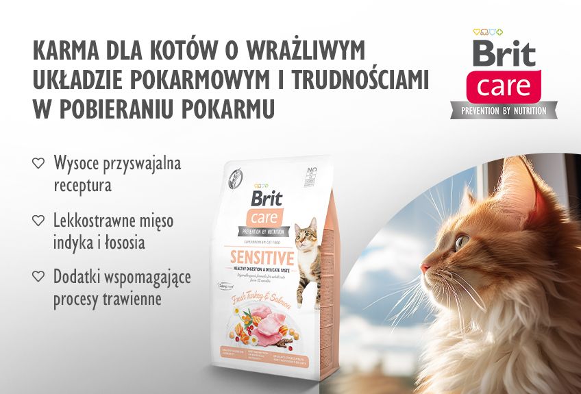 kot z wrażliwym żołądkiem