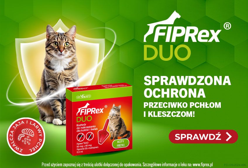 pchły u niewychodzącego kota