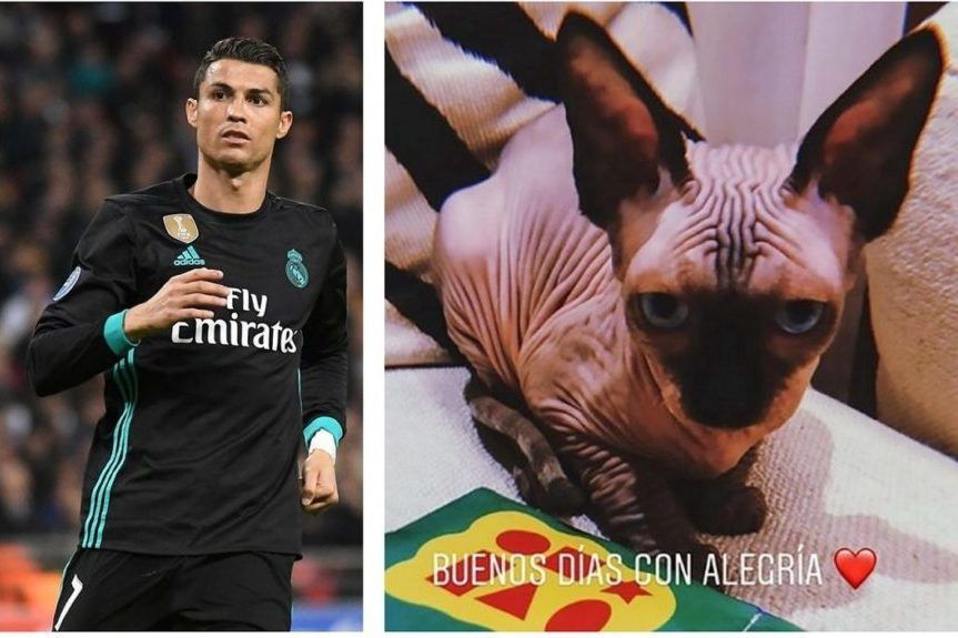 kot Cristiano Ronaldo