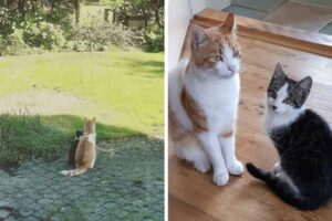 Stavros znajduje bezdomnemu kotu dom