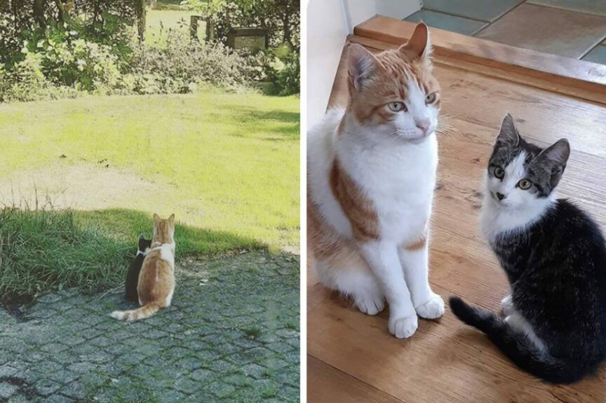 Stavros znajduje bezdomnemu kotu dom