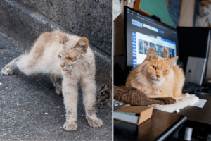 Chataro i jego niesamowita metamorfoza