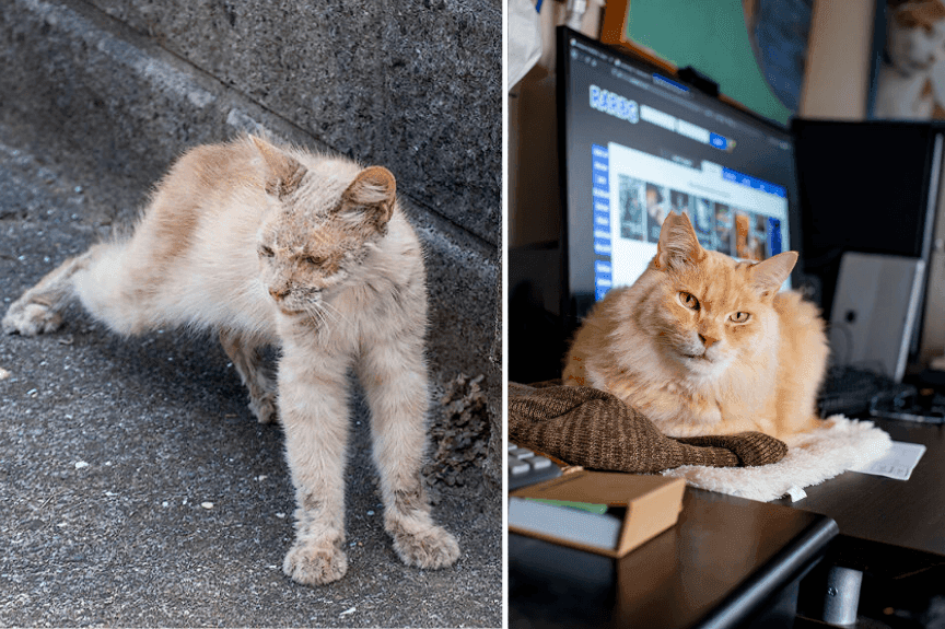 Chataro i jego niesamowita metamorfoza