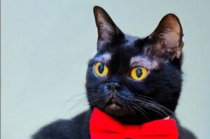 Kot z białymi brwiami podbija internet!