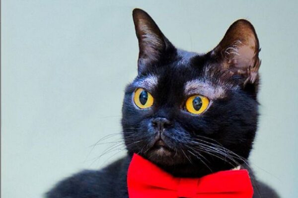 Kot z białymi brwiami podbija internet!