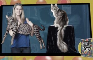 Koci rekordziści zginęli w pożarze Cygnus i Arcturus