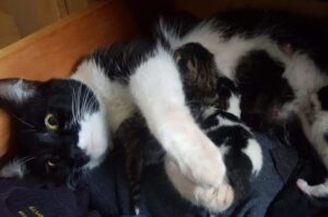 kotka okociła się pod łóżkiem