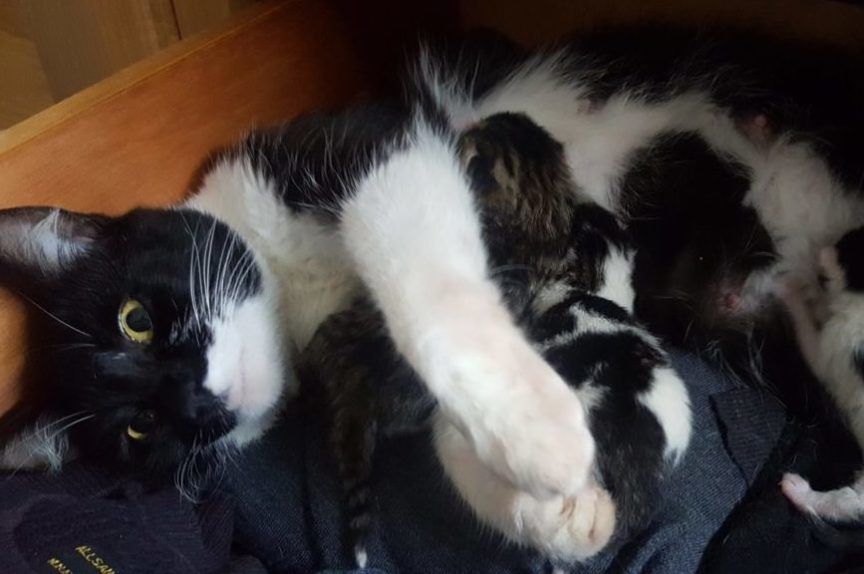 kotka okociła się pod łóżkiem