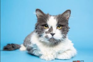 Kołtuny na futrze miały 1/4 jej wagi.