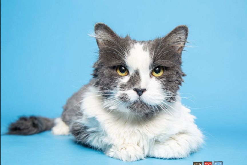 Kołtuny na futrze miały 1/4 jej wagi.