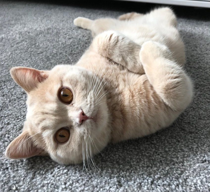 kot brytyjski leży na plecach