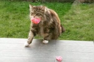 kotka Willow przynosi kwiaty