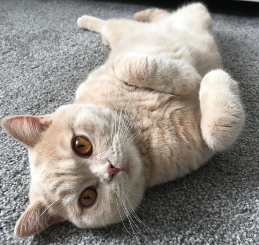 kotka leży na plecach