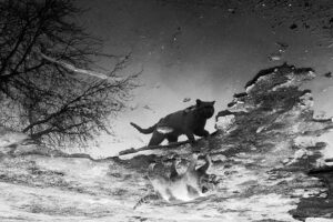 odbicie kota w wodzie