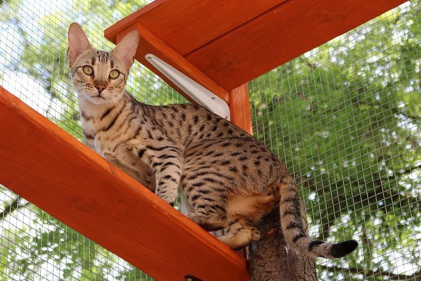 Hodowla kotów Savannah TheCatsAmongUs