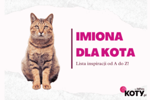imiona dla kota