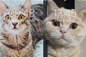 zdjęcia kotów