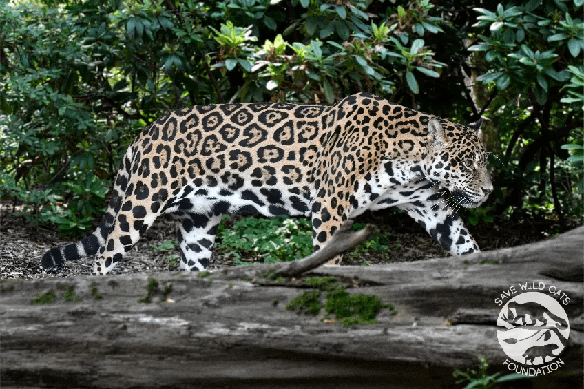 jaguar