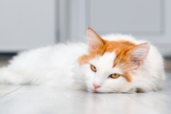 Kamica nerkowa u kotów