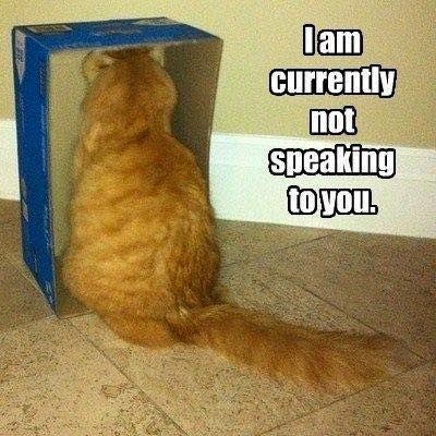 kot siedzi zwrócony do ściany