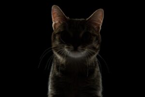 Kot świadek zbrodni