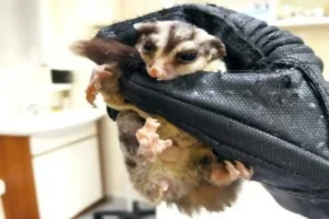 kot znalazł lotopałankę