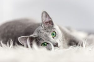 Leonardo najpiękniejszy kot na świecie