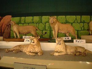 Leopon
