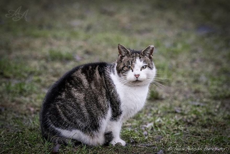 bezdomny kot w rydze