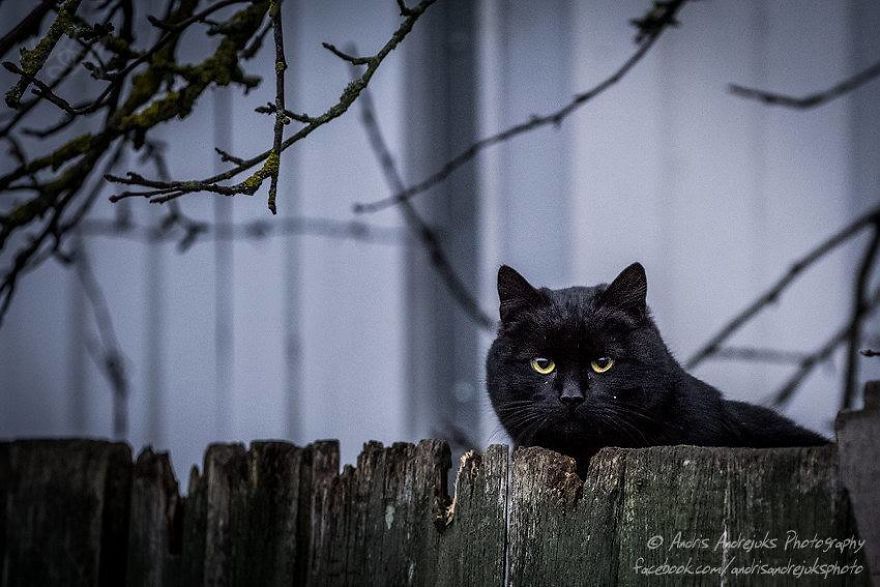 bezdomny kot w rydze