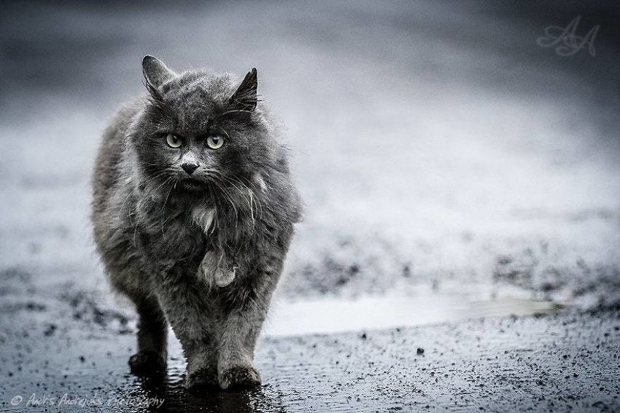 bezdomny kot w rydze