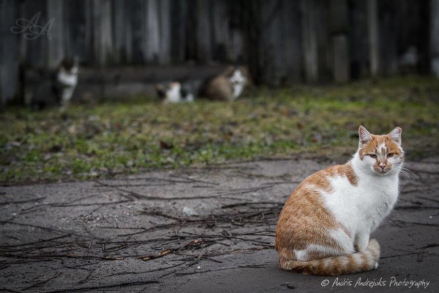 bezdomne koty w rydze