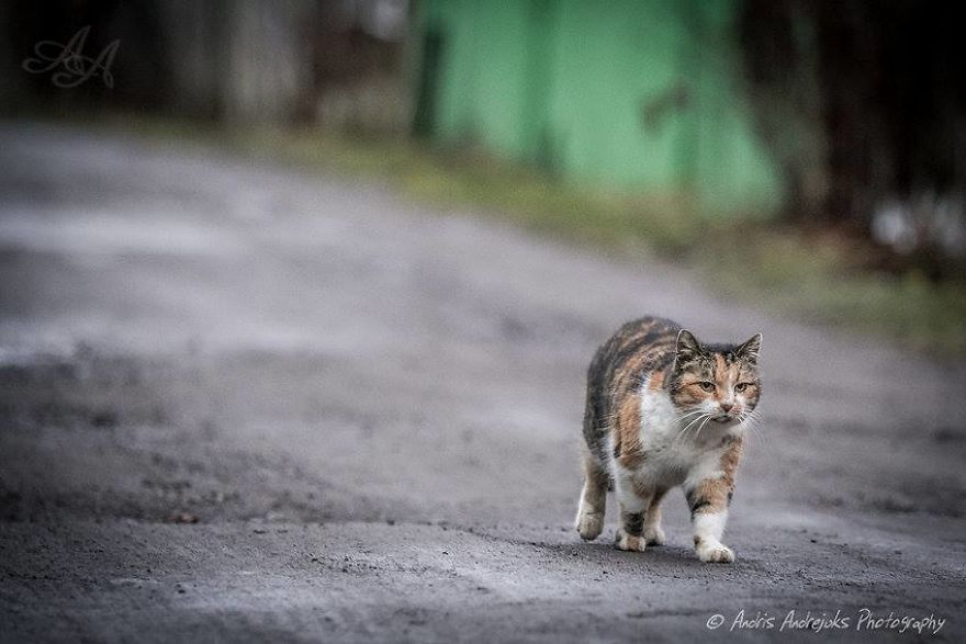 bezdomny kot w rydze