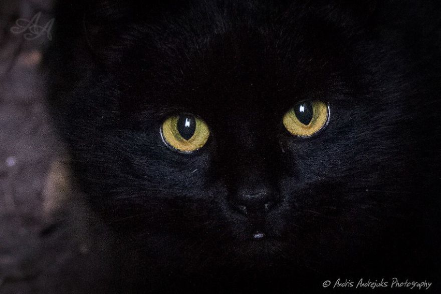 bezdomny kot w rydze