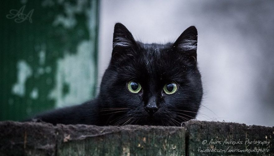 bezdomny kot w rydze