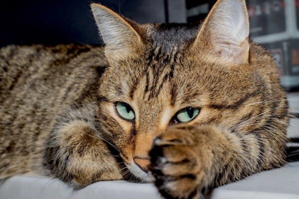 Wiemy, czym jest tajemnicze M na kocim czole!