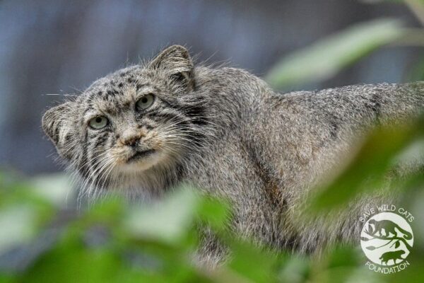 manul stepowy