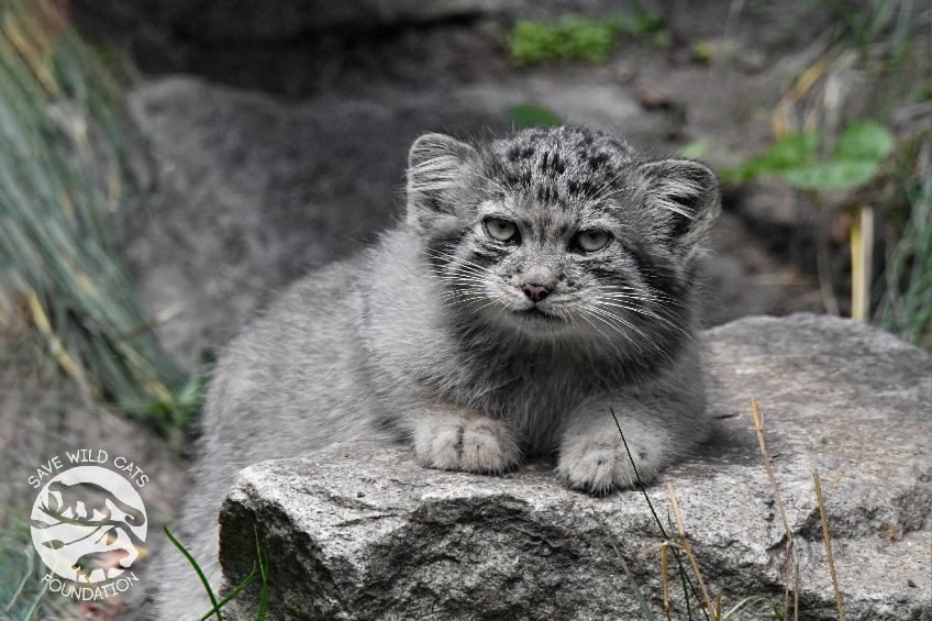 manul stepowy młody