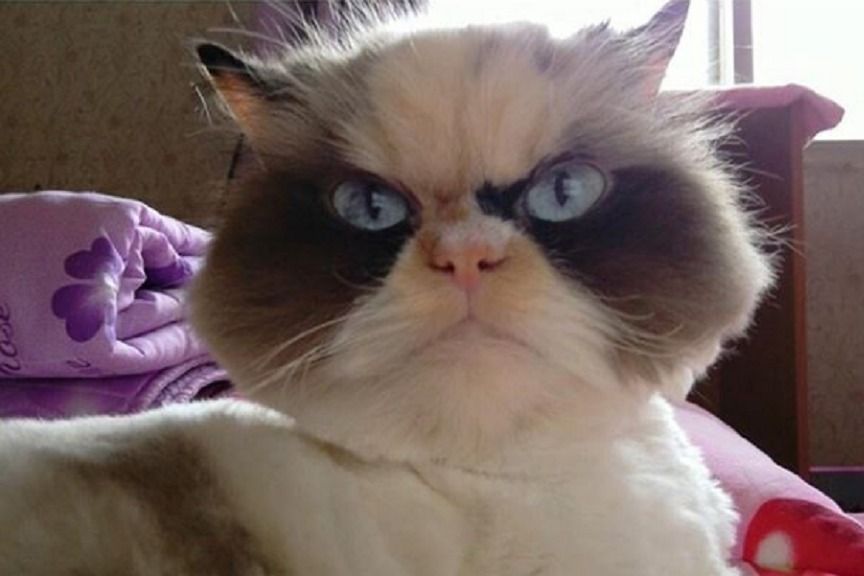 Następca Grumpy Cat