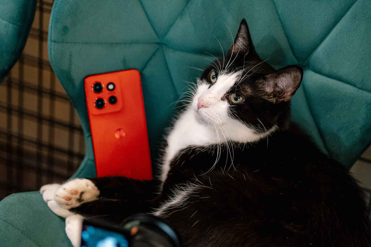 internet przejęły koty