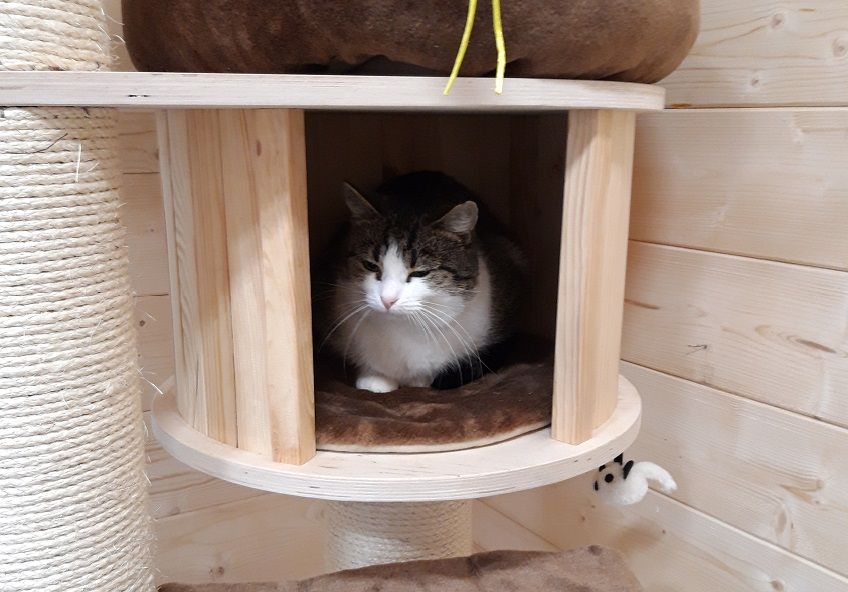 Kociarnia w Celestynowie ma za zadanie zapewnić swoim mruczącym lokatorom pełen komfort podczas przebywania w schronisku.