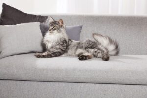 Kot leży na szarej kanapie
