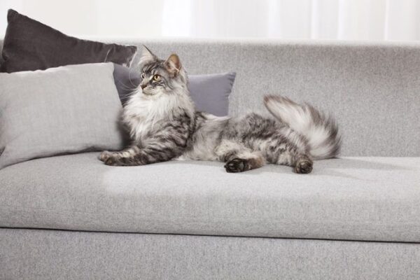 Kot leży na szarej kanapie